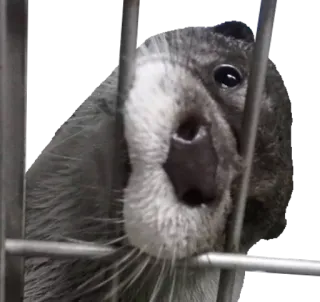 🚔 wydra, zwierzę, zoo, klatka telegram sticker