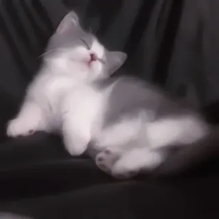🐈 kotek, kot, śpiący, słodki, szaro-biały, zwierzę domowe, zwierzę telegram sticker