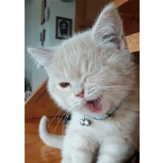 😉 kot, ziewanie, kociak, słodki, zwierzak, zwierzę telegram sticker