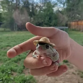 👒 grenouille, animal, chapeau, mignon, nature whatsapp sticker