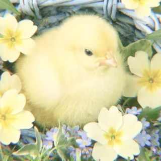 🐥 pintinho, flor, primavera, páscoa, animal, pássaro, fofo telegram sticker