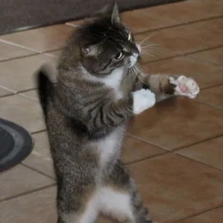 😾 猫, 立っている, 動物, ペット, ネコ, 面白い telegram sticker