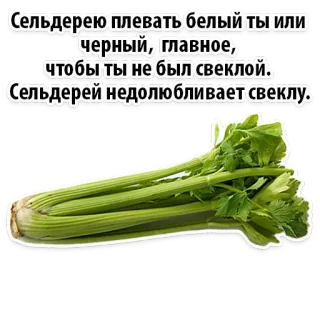Facts About Celery @stickersb2b telegram stickers