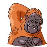 😘 Orangutan, Kera besar, Monyet, Binatang, Primata, Satwa liar whatsapp sticker