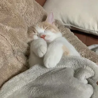 🛌 고양이, 자는, 귀여운, 새끼 고양이, 애완 동물, 동물 telegram sticker