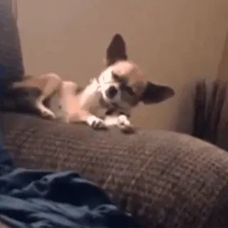 😴 chien, chihuahua, animal de compagnie, animal, mignon, canapé telegram sticker
