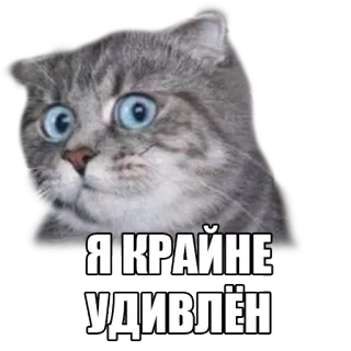 😳 Я КРАЙНЕ УДИВЛЁН gato, sorprendido, ruso, sticker, meme whatsapp sticker