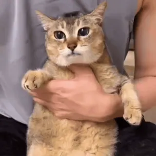 🐾 猫, 动物, 宠物, 可爱, 家养, 哺乳动物 telegram sticker