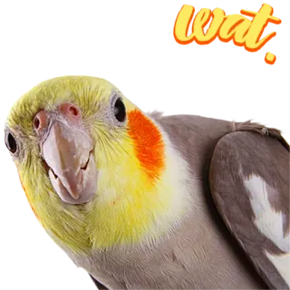 🤔 wat bird, cockatiel, parrot, meme, wat, funny telegram sticker