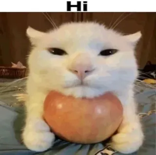 👋 Hi gatto, mela, animale, meme, animale domestico, divertente telegram sticker