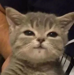 🤔 gato, gatito, lindo, mascota, animal, gato gris whatsapp sticker