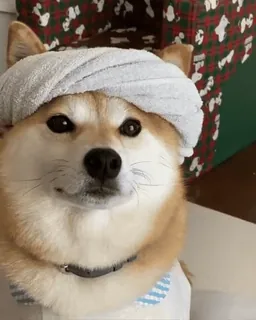 🐕 Hund, Haustier, Shiba Inu, Tier, Handtuch, süß, Meme telegram sticker