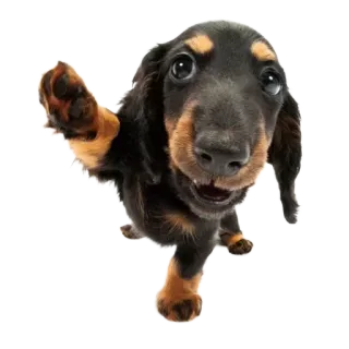 🖐 หมา, ลูกหมา, ดัชชุน, น่ารัก, สัตว์, สัตว์เลี้ยง telegram sticker