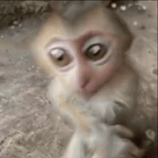 🌟 macaco, animal, fofo, primata, mamífero telegram sticker