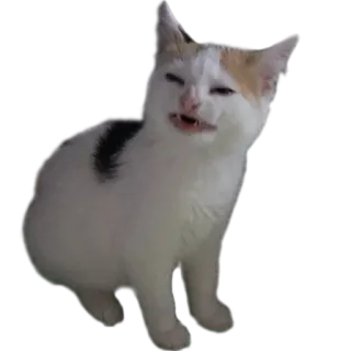 😫 kucing, anak kucing, hewan, hewan peliharaan, imut, lucu, meme telegram sticker