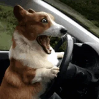 😱 perro, conduciendo, coche, gracioso, meme, corgi telegram sticker