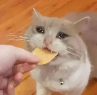 🤕 cat, sad, crying, food, chip, animal, cute telegram sticker