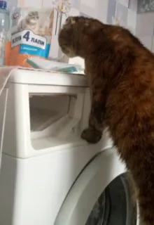 👁 КЛУБ 4 ЛАПИ gato, máquina de lavar, animal doméstico, animal de estimação, eletrodoméstico, russo, клу4лапи telegram sticker