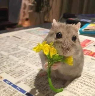 💐 hamster, mignon, animal, fleur, rongeur, animal de compagnie, fleur jaune telegram sticker