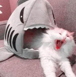 🍧 cat, shark, animal, pet, funny, cute, house cat telegram sticker