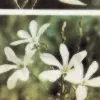 🌷