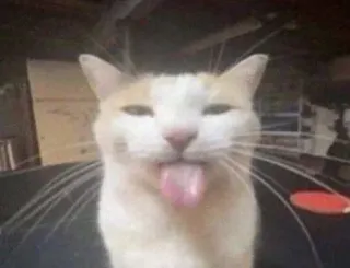 😛 chat, animal, langue, animal de compagnie, drôle, mème telegram sticker