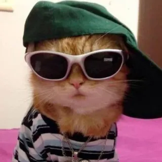 😎 chat, lunettes de soleil, chapeau, cool, animal, animal de compagnie, mème telegram sticker