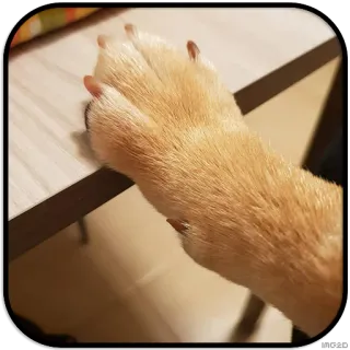 ✋️ paw, dog, pet, animal, leg telegram sticker