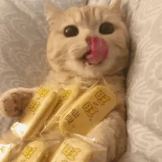 🐈 kat, likken, eten, snack, dier telegram sticker