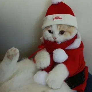 🤩 MERRY CHRISTMAS cat, christmas, holiday, santa, cute, festive, animal, kitten telegram sticker