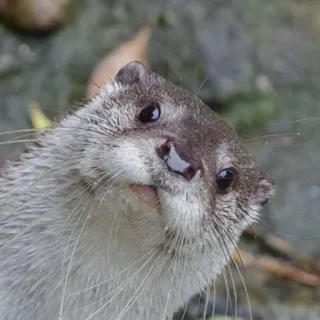 🐾 loutre, animal, mignon, faune, mammifère, nature whatsapp sticker