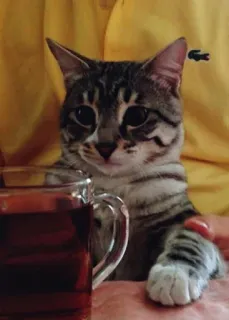 😻 Katze, Haustier, Tier, süß, zahm, getigert, Getränk, Tee telegram sticker