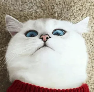 🌝 gato, animal, animal de estimação, fofo, gato branco, olhos azuis whatsapp sticker