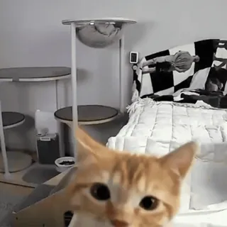 😜 кот, домашнее животное, домашнее животное, млекопитающее, полосатый, милый, рыжий, котёнок whatsapp sticker
