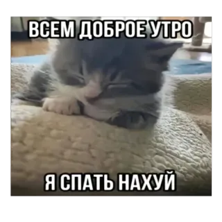 🫥 ВСЕМ ДОБРОЕ УТРО
Я СПАТЬ НАХУЙ kat, kitten, slapen, ochtend, russisch whatsapp sticker