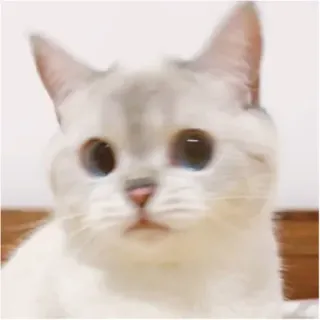 😕 gatto, animale, animale domestico, carino, felino, gatto bianco telegram sticker