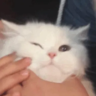 ✨ 猫, 白猫, 蓬松, 宠物, 动物, 可爱, 家畜 whatsapp sticker