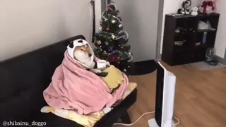 😑 @shibainu_doggo perro, shiba inu, manta, sofá, navidad, árbol de navidad whatsapp sticker