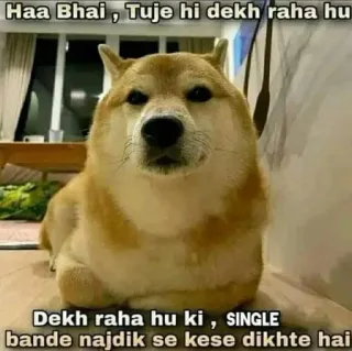🌟 Doge Doge Meme Haa Bhai , Tuje hi dekh raha hu Dekh raha hu ki , SINGLE bande najdik se kese dikhte hai doge, meme, shiba inu, single, funny dog, internet culture, humor telegram sticker