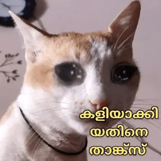 🥺 കളിയാക്കി യതിനെ താക്സ്സ് cat, funny, animal, meme telegram sticker