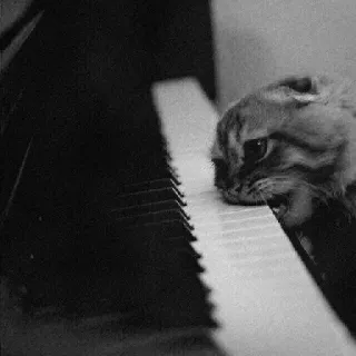 🖇 cat, piano, music, animal, pet, keyboard telegram sticker