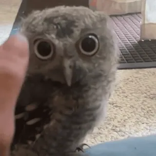 🦉 sowa, ptak, zwierzę, słodkie, dzika przyroda, natura telegram sticker