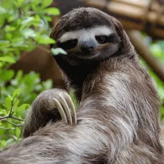 🦥 luiaard, dier, natuur, wildlife, boom, schattig telegram sticker