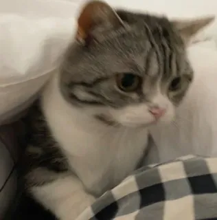 🥺 cat, pet, animal, cute, domestic, feline, kitten telegram sticker