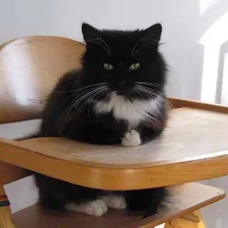 😠 кот, черно-белый кот, домашнее животное, длинношерстный кот, питомец, сидит, стул, милый, животное telegram sticker
