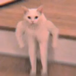 🐾 Katze, Tier, Haustier, lustig, Meme, muskulös, Muskeln, stark whatsapp sticker