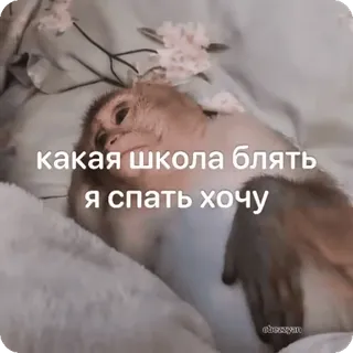 🌟 какая школа блять я спать хочу monkey, sleeping, bed, russian, tired, school, meme telegram sticker