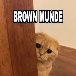 🍁 BROWN MUNDE Katze, niedlich, braun, Haustier, Tier, Meme telegram sticker