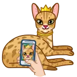 👸 고양이, 왕관, 동물, 전화, 셀카 telegram sticker