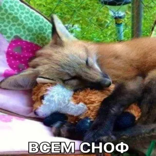 😴 ВСЕМ СНОФ raposa, animal, dormindo, fofo, brinquedo, russo telegram sticker